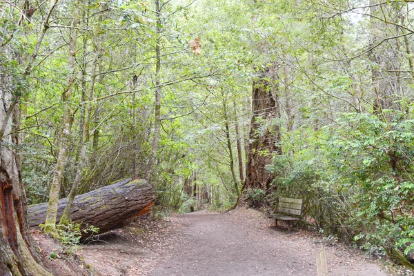 レッドウッド国立公園内の緑豊かなレディバードジョンソングローブトレイルの絵のような景色 北カリフォルニア — ストック写真