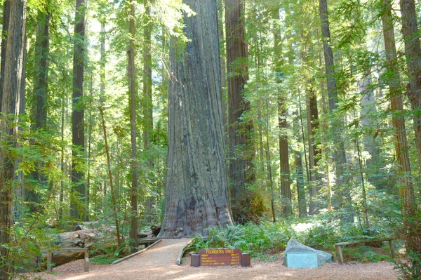北カリフォルニア州ハンボルトレッドウッド州立公園の風光明媚な創設者グローブユニット内の高尚な創設者の木を強調 — ストック写真