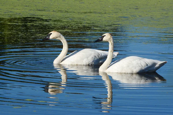 Primeros Planos Verano Par Elegantes Cisnes Trompetistas Nadando Juntos Hábitat — Foto de Stock