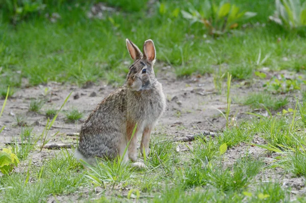 Spring Capture Eastern Cottontail Rabbit Sitting Still Green Meadow Habitat — Stock Photo, Image