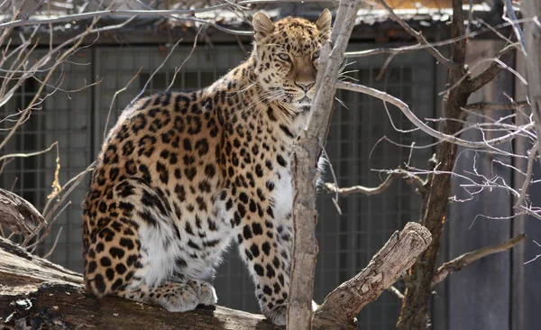 Aprovechando Primer Plano Leopardo Adulto Amur Sentado Tronco Jardín Zoológico — Foto de Stock