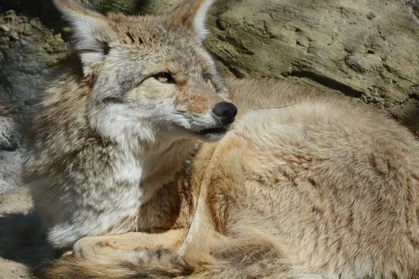 Jasne Zbliżenie Północnoamerykańskiego Kojota Spoczywającego Nagim Gruncie — Zdjęcie stockowe