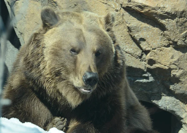 Slunečné Jarní Detailní Záběr Dospělého Medvěda Grizzlyho Relaxujícího Zoologické Zahradě — Stock fotografie