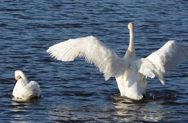 Bright Spring Capture Elegant North American Trumpeter Swan Stretching Its — Stock Photo, Image