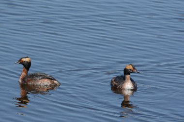 Tatlı su ortamında yüzen bir çift Kuzey Amerika boynuzlu yunusunun sakin bahar görüntüsü..