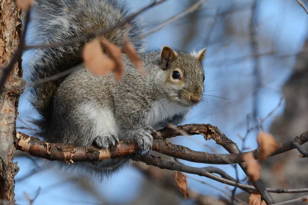 Sunny Closeup Eastern Gray Squirrel Sitting Tree Branch — Stock Photo, Image