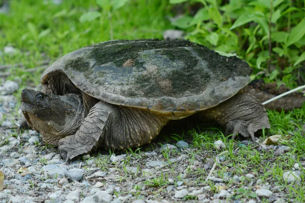 Spring Closeup North American Snapping Turtle Positioned Woodland Habitat — Stock Photo, Image