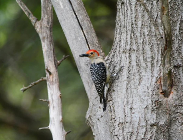 Spring capture of a red bellied woodpecker clinging onto a large tree trunk.