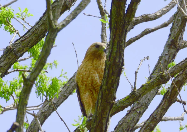 春天捕捉到一只雌性库珀之鹰坐在树枝上 — 图库照片