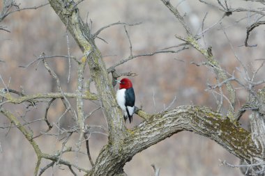 Büyük bir ağaç dalına tünemiş kızıl saçlı bir ağaçkakanın baharda ele geçirilmesi..