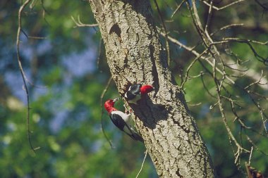 Bir ağaç gövdesinde birbirine yakın duran bir çift kızıl başlı ağaçkakanın parlak yaz görüntüsü..