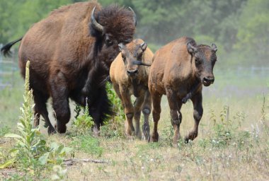 Striking summer capture of a North American bison bull and two calves, moving swiftly through a grassy field habitat. clipart