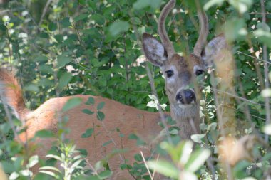 Genç bir beyaz kuyruklu geyiğin gölgeli yaz yakınlaşması. Yoğun yeşil yapraklar arasında duruyor.. 