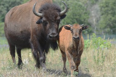 Kuzey Amerikalı bir bizon yetişkin ve yavrusunun çimenli bir çayırda birlikte hareket ederken yakalanması çarpıcı bir yaz..