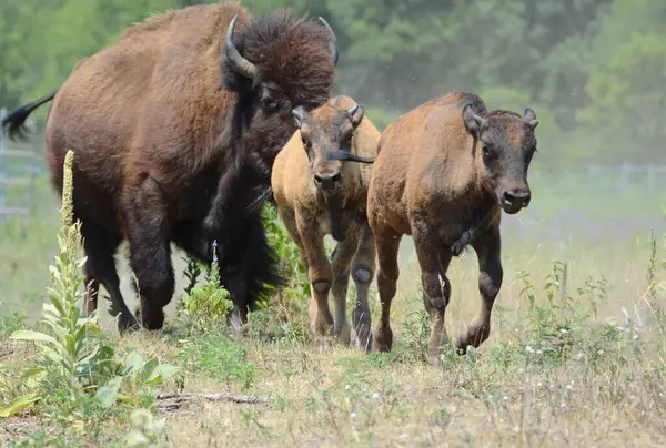 stock image Striking summer capture of a North American bison bull and two calves, moving swiftly through a grassy field habitat.