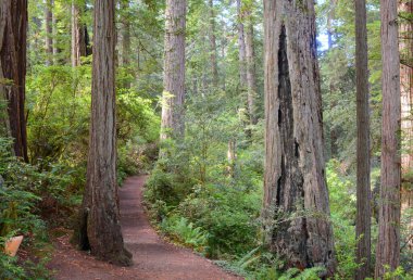 Kuzey Kaliforniya, Redwood Ulusal Parkı 'ndaki Lady Bird Johnson Grove Patikası' nda sonbahar manzarası. 