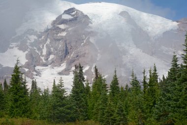 Rainier Dağı 'nın görkemli manzarasında, yeşil ağaçların ön planında.... 