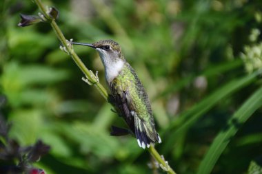 Summer closeup of a female ruby-throated hummingbird perching on a wildflower stem. clipart