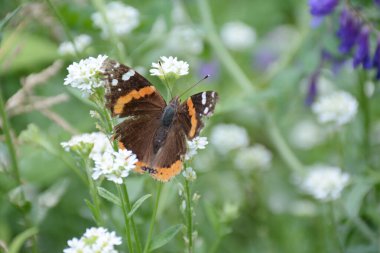 Summer macro on a red admiral butterfly visiting, white wildflower blossoms.  clipart