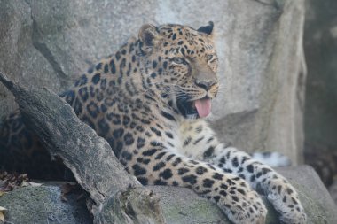 Minnesota Hayvanat Bahçesi 'ndeki büyük bir kayanın üzerinde dinlenen Amur leoparı..