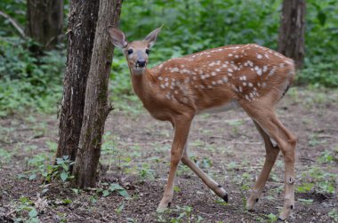 Gölgeli yaz mevsimi, ağaçlık alanda dikilen beyaz kuyruklu geyik yavrusunun kapanışı.,