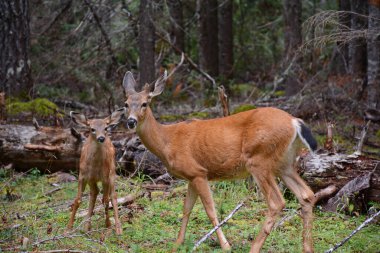 Kara kuyruklu geyik ve geyik yavrusunun Washington 'daki Mount Rainier Ulusal Parkı' nda bir ormanın açılışında yakalanması dokunaklı bir yaz..