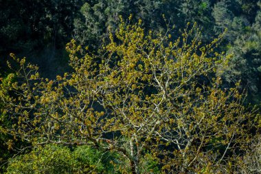 Quercus soygununun ayrıntıları, ilkbaharın ilk çekimleriyle meşe ağacı..