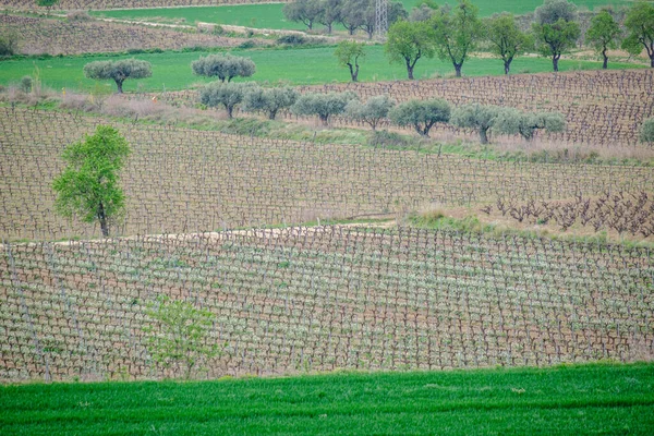 Katalonya, İspanya 'da Vilafranca del Penedes' te üzüm bağları olan ekili tarlalar.