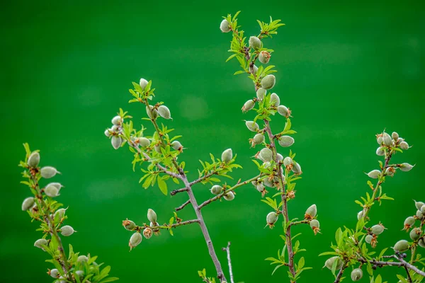 Detalhe Uma Amendoeira Com Fruto Ainda Verde Início Primavera — Fotografia de Stock