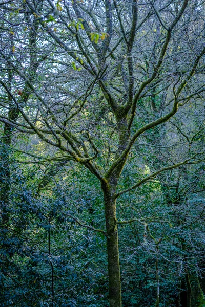 西班牙西北部加利西亚一个公园里的一棵无叶橡树 — 图库照片