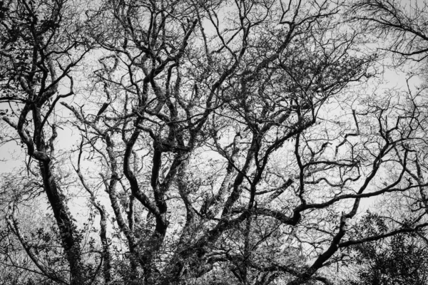 Ασπρόμαυρη Φωτογραφία Της Σιλουέτας Ενός Φυλλοβόλου Δέντρου — Φωτογραφία Αρχείου