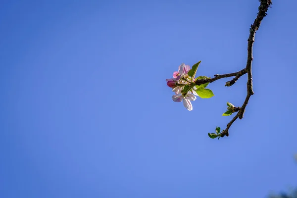 Detalle Los Primeros Brotes Primavera Árbol Con Cielo Azul Fondo — Foto de Stock