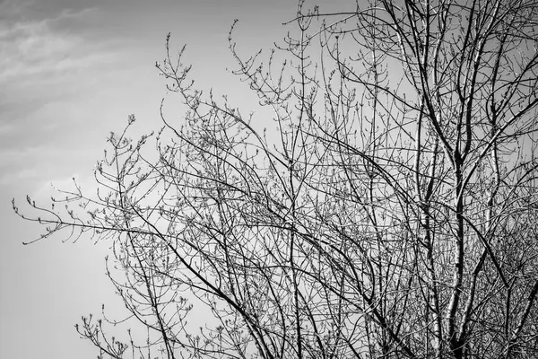 Ασπρόμαυρη Φωτογραφία Της Σιλουέτας Ενός Φυλλοβόλου Δέντρου — Φωτογραφία Αρχείου