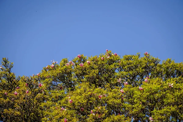 Parte Superior Uma Magnolia Grandiflora Vulgarmente Conhecida Como Magnólia Meridional — Fotografia de Stock