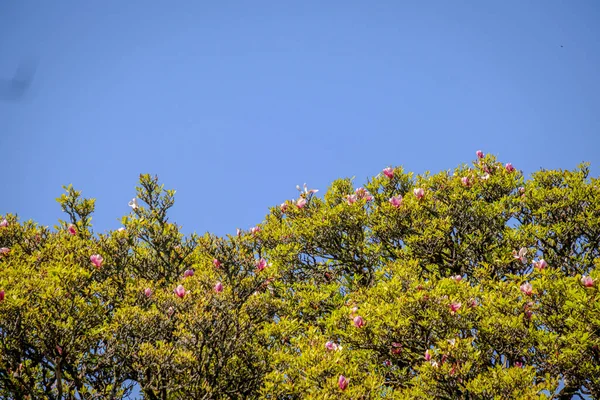 Parte Superior Uma Magnolia Grandiflora Vulgarmente Conhecida Como Magnólia Meridional — Fotografia de Stock
