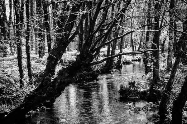 Czarno Białe Zdjęcie Rzeki Umia Przechodzącej Przez Wioskę Cuntis Galicji — Zdjęcie stockowe
