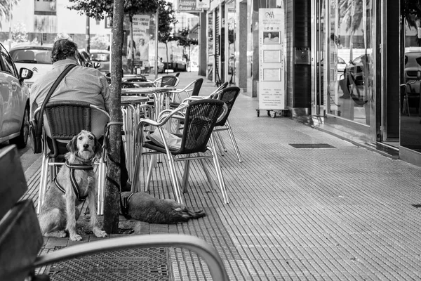 スペインのポンテベドラ 2019年5月25日 2匹の犬を伴う男は 市内のカフェテリアのテラスに座っています — ストック写真