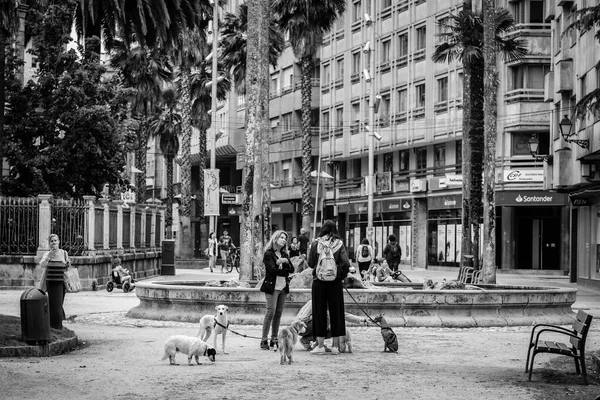 Pontevedra スペイン 2019年6月29日 2人の女性が多数の犬を連れて市内の公園でチャット — ストック写真