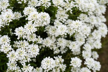 İberis sempervirens çiçekleri, sonsuza dek yeşil şeker ya da uzun ömürlü şeker tohumu, Brassicaceae familyasındaki çiçek açan bitki türleri..