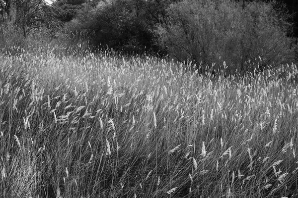 Czarno Białe Zdjęcie Roślin Trawiastych Zdmuchniętych Przez Wiatr — Zdjęcie stockowe