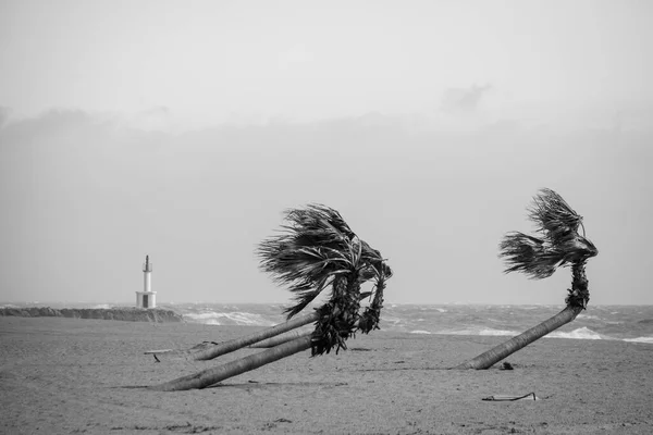 Palmen Die Vom Starken Wind Strand Von Les Barcares Frankreich — Stockfoto