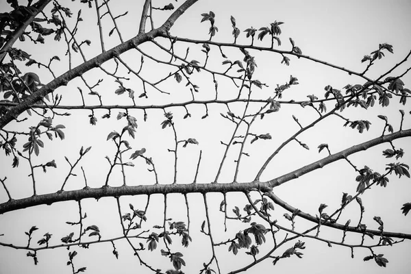Ασπρόμαυρη Φωτογραφία Των Κλαδιών Ενός Δέντρου Περίεργο Σχηματισμό Των Μίσχων — Φωτογραφία Αρχείου