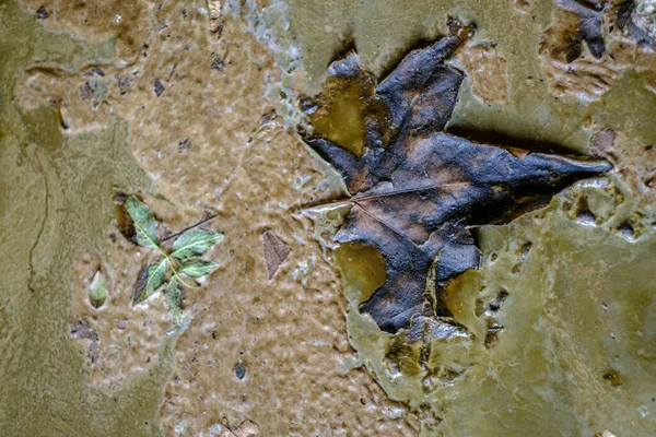 泥の中に埋め込まれた腐った木の葉の様々なタイプ — ストック写真