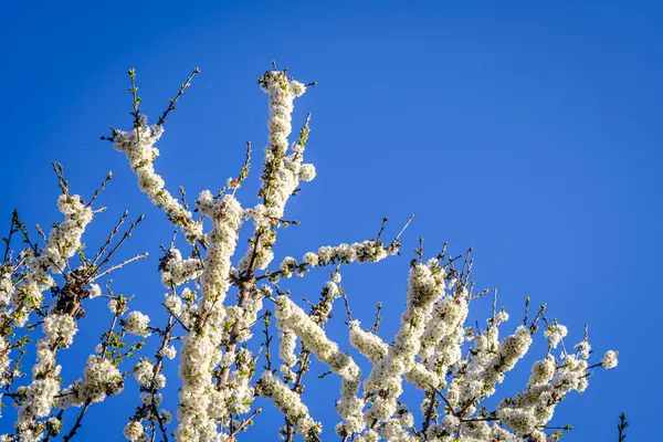 Κλαδιά Οπωροφόρου Δένδρου Ανοιξιάτικο Άνθος Βαθύ Γαλάζιο Ουρανό — Φωτογραφία Αρχείου