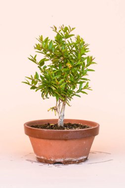 Minyatür Punica granatumu, yaygın olarak nar olarak bilinir, meyveleri nar olan Lythraceae familyasının bir türüdür..