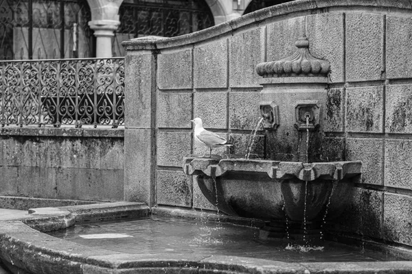 Seagull Perches Stone Fountain Street Old Town Pontevedra Galicia Spain — Stock Photo, Image