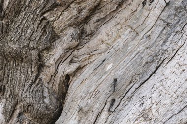 Galiçya 'da (İspanya) büyük bir kestane ağacının gövdesinin kaba kabuğunun ayrıntıları)