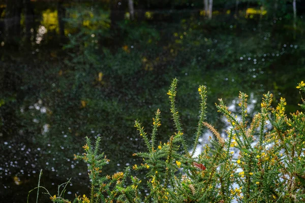 Bitkinin çiçeği Ulex europaeus, dikenli süpürge, Legume ailesine ait Avrupa kökenli bir çalılık.