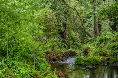 Loire nehrinin ayrıntıları, Galiçya 'nın Seixo köyünde (İspanya) büyük bir bitki örtüsüyle çevrelenmiştir.)