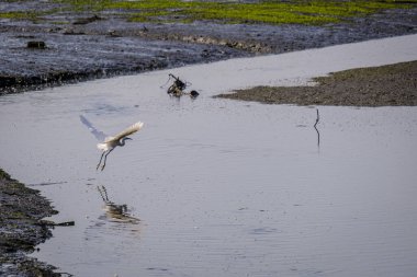 Galiçya 'nın Vilaboa belediyesinde (İspanya), Ullo' nun tuz düzlüklerinin bulunduğu koy üzerinde büyük bir balıkçıl uçar.)